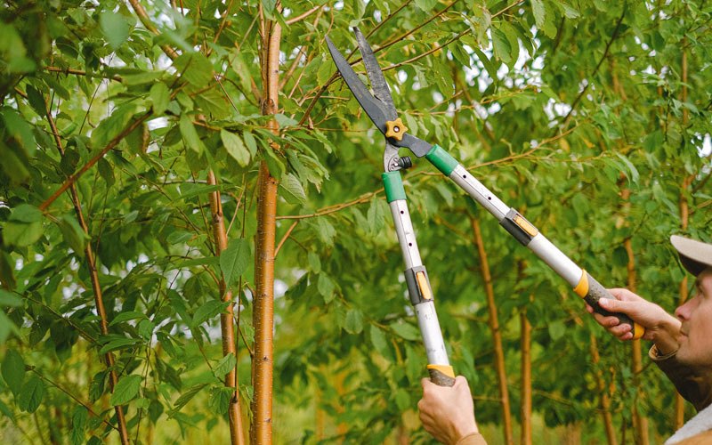Tree trimming in Karlsruhe, ND