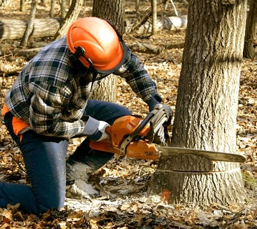 Tree Removal in Karlsruhe, ND